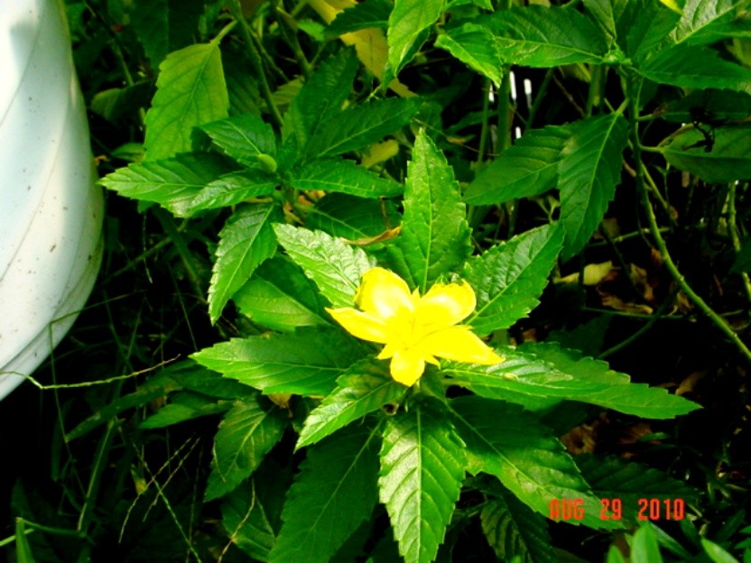 Yellow Buttercup Bush