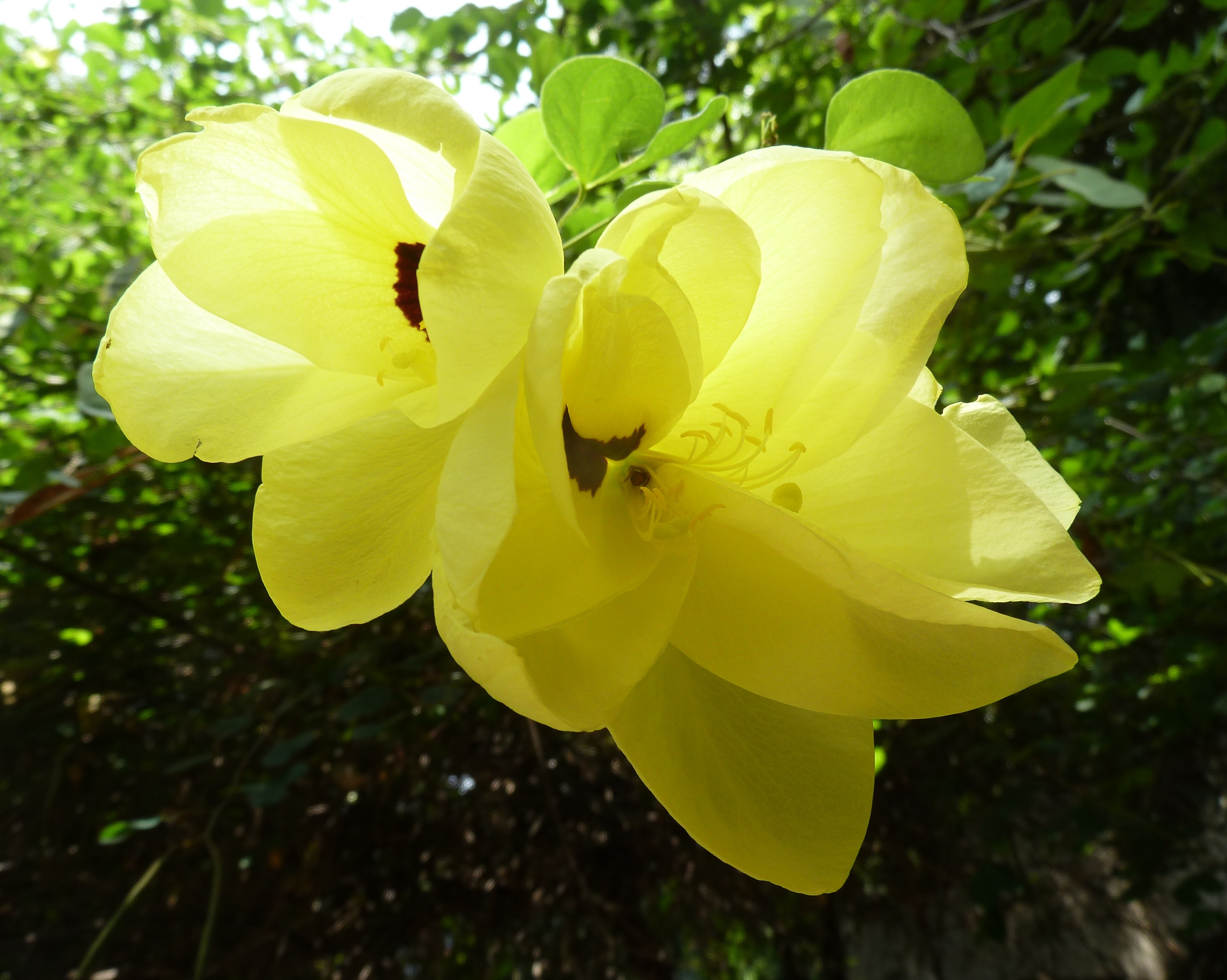 YELLOW BELL ORCHID TREE