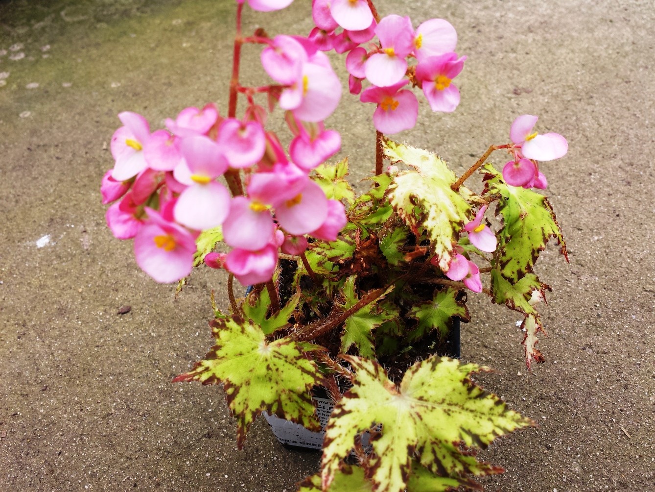 Begonia Phoe's Cleo