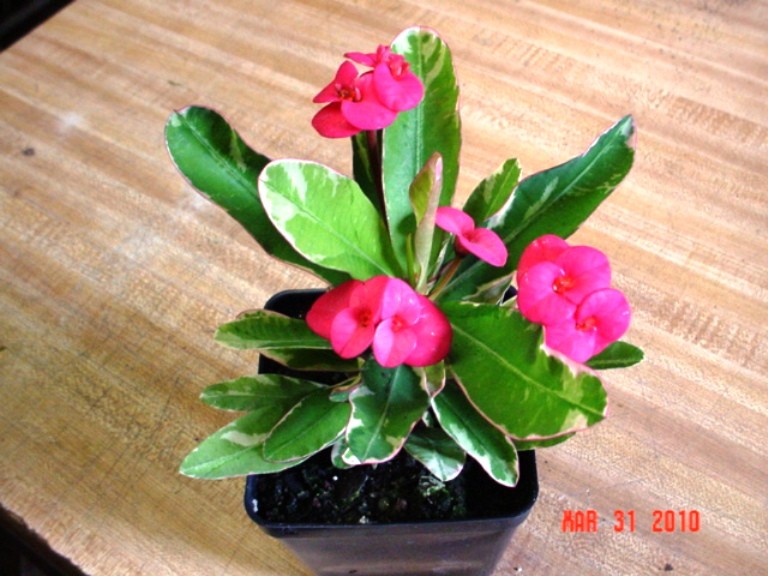 Crown of Thorns Variegated