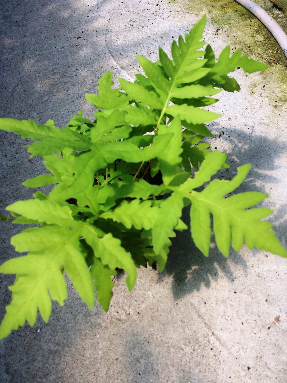 Sensitive Fern