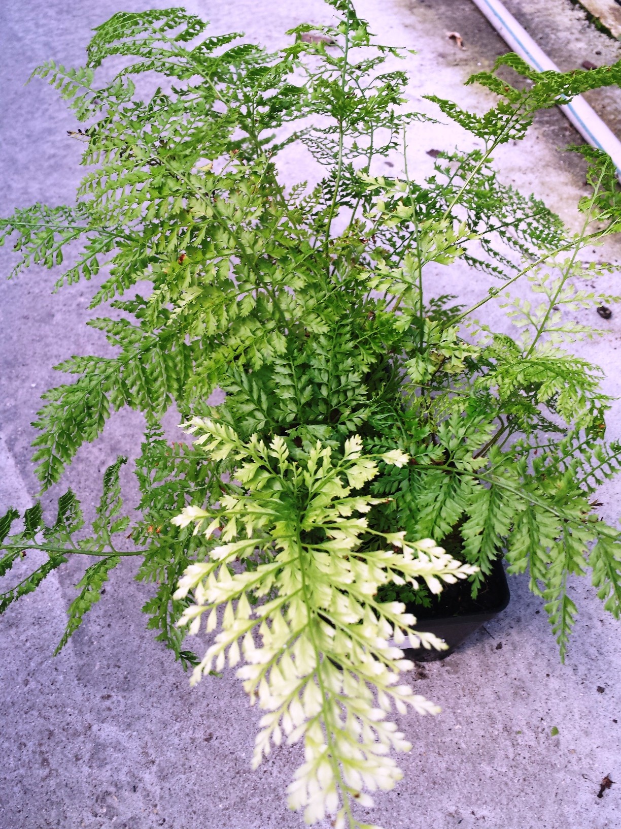 Upside Down Fern