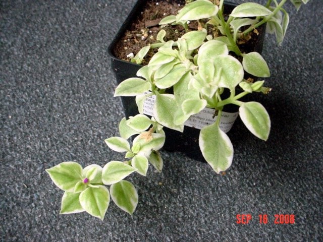 Variegated Baby Sun Rose