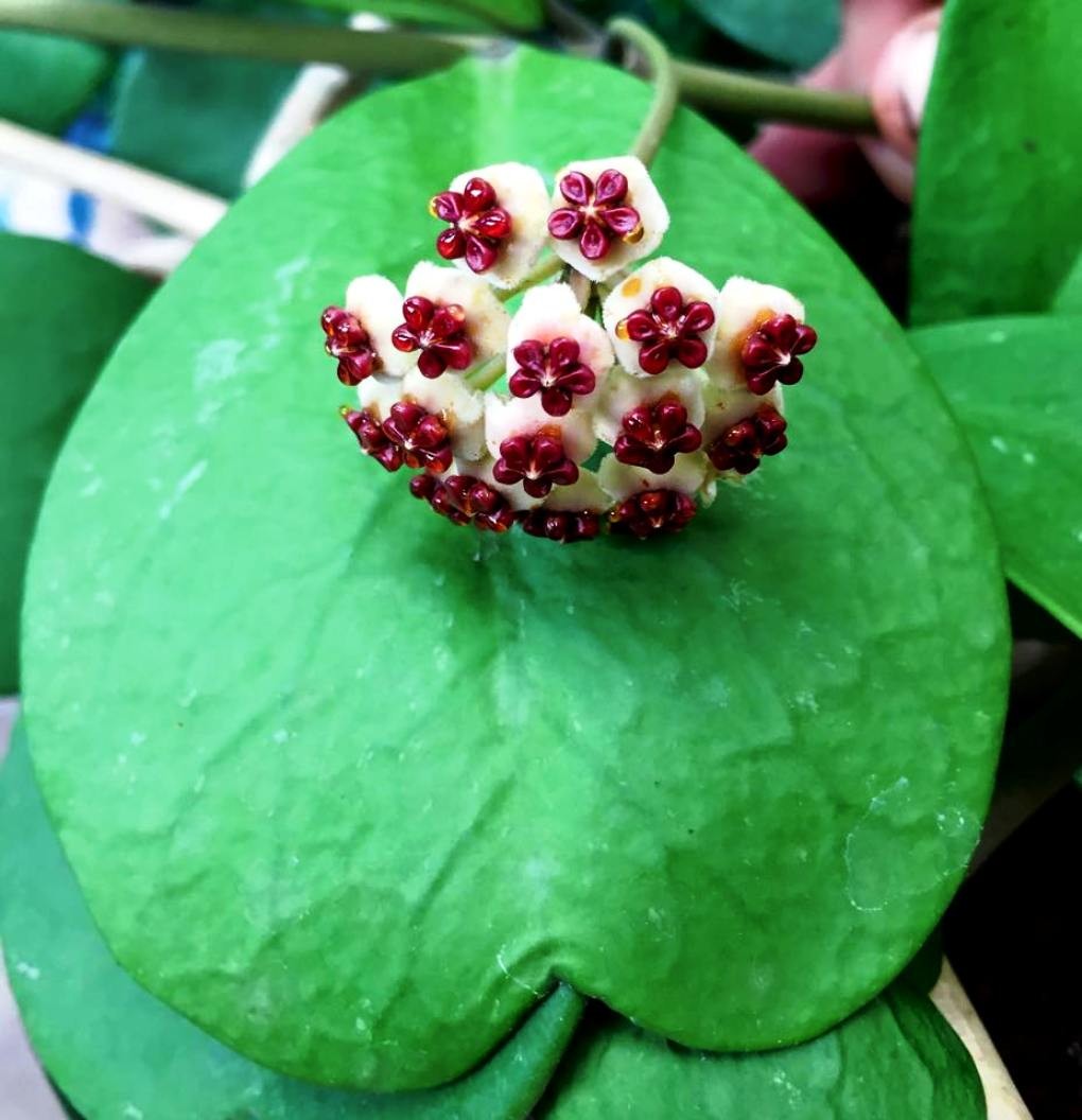 Hoya Green Heart Leaf