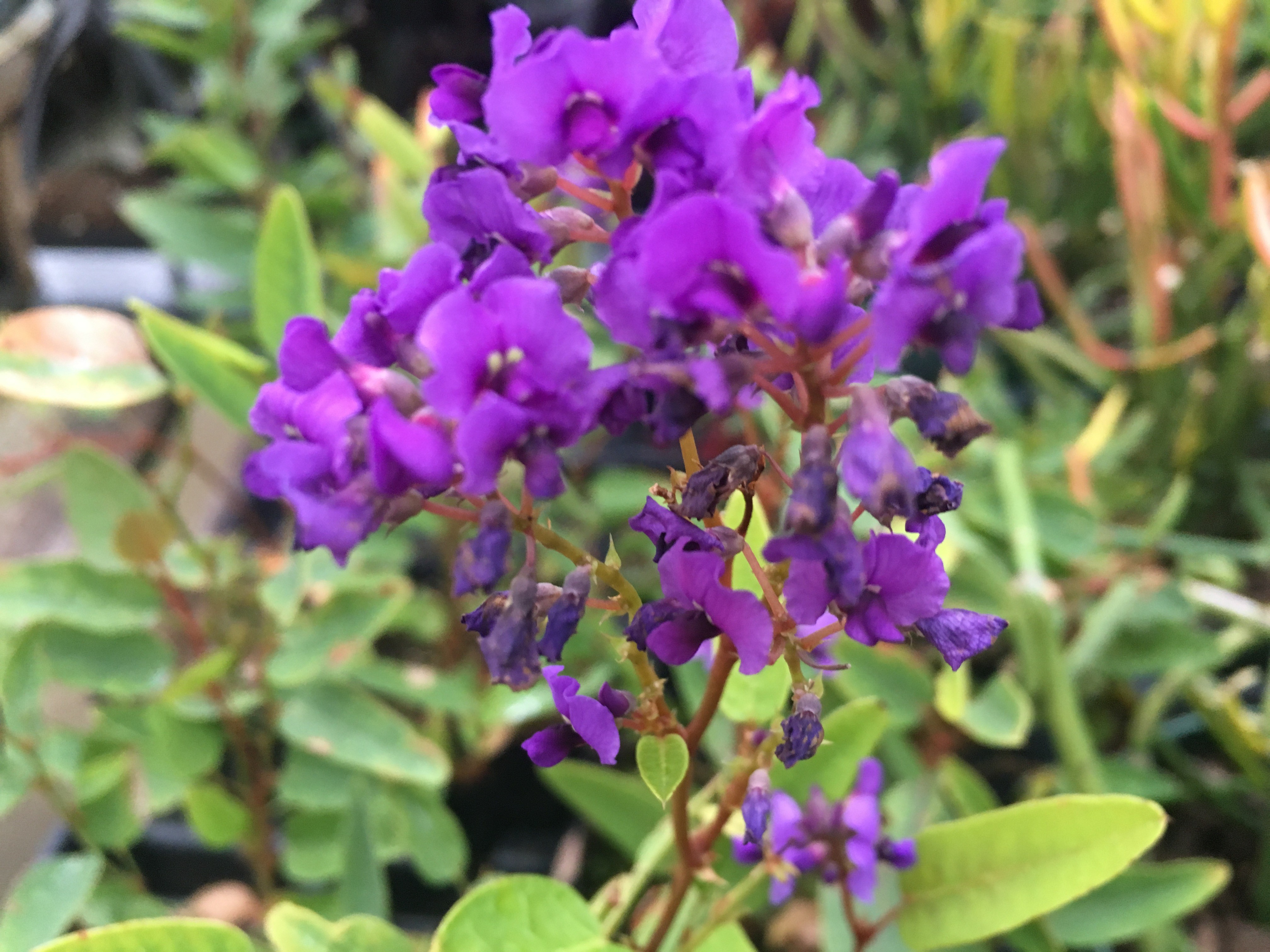 Lilac Vine Purple, ground cover