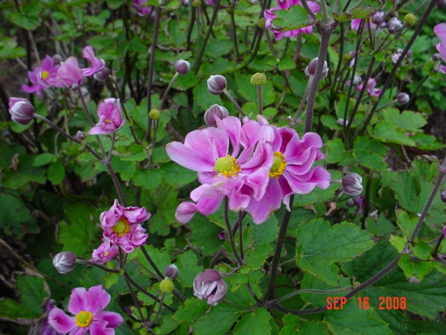 Anemone Hupehensis