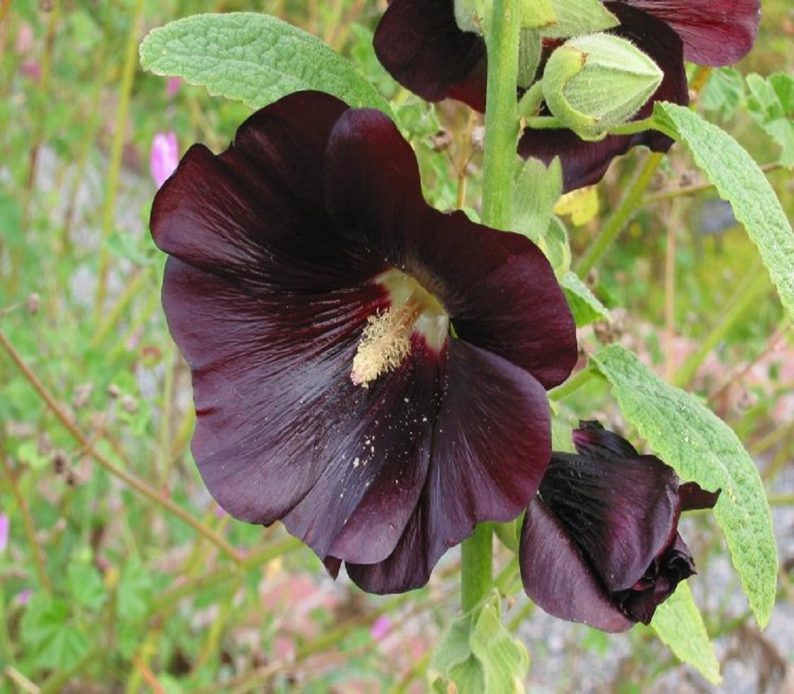 Black Hollyhock