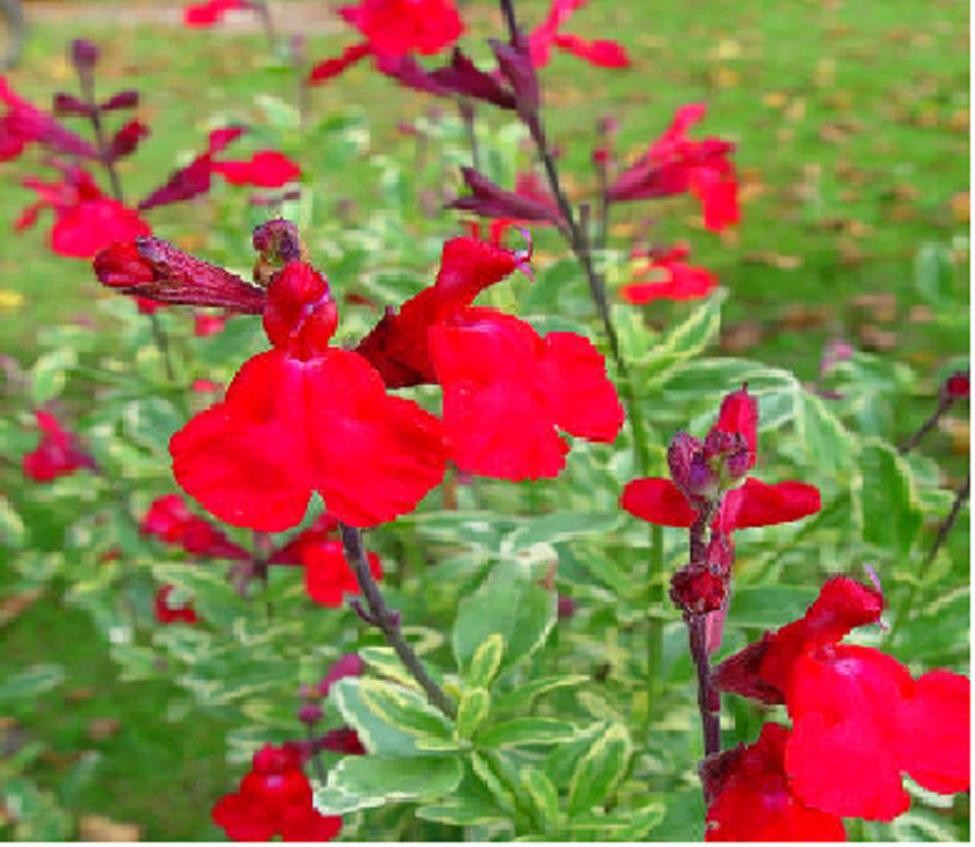 Variegated Autumn Sage