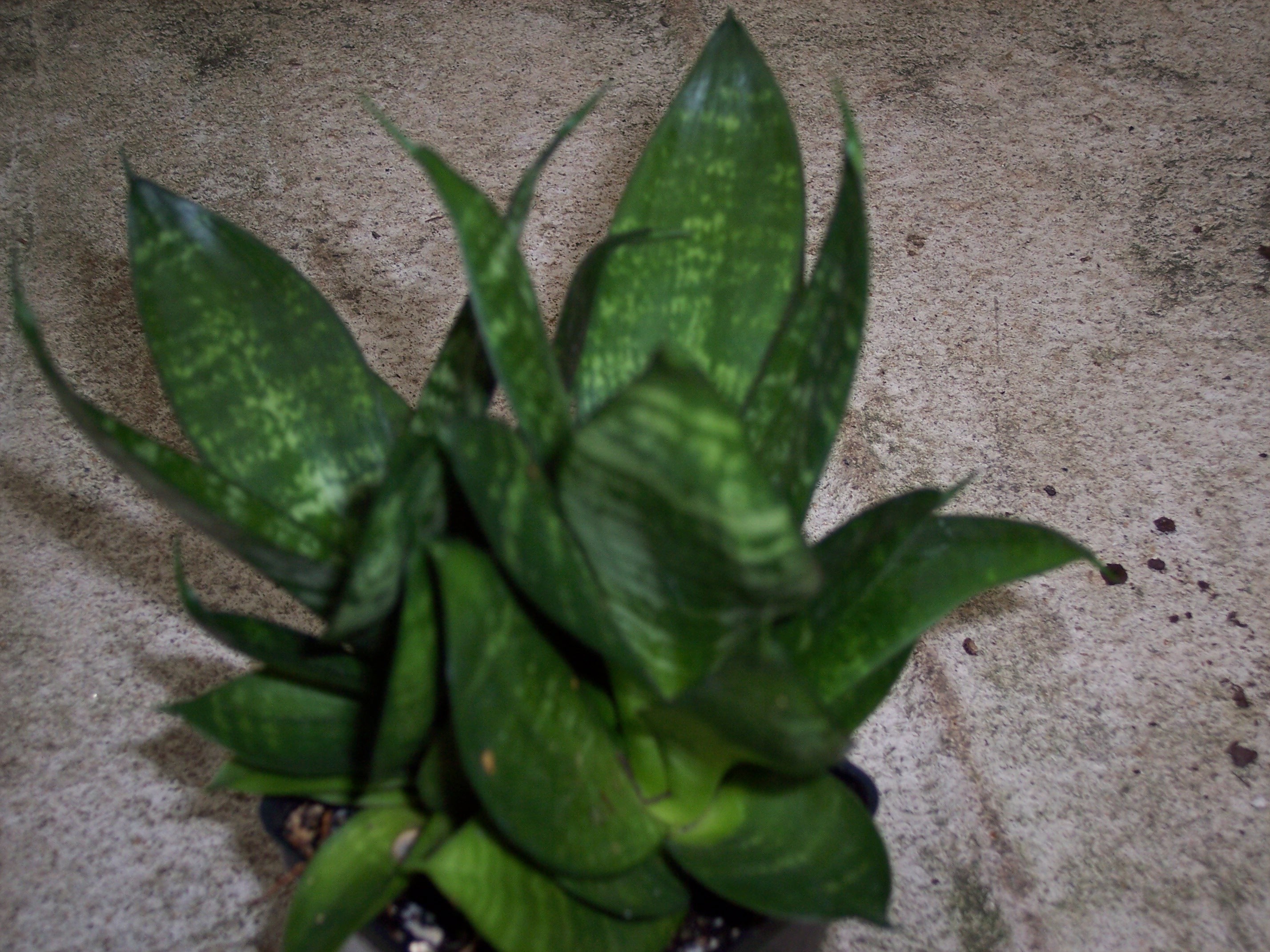 Birds nest snake plant