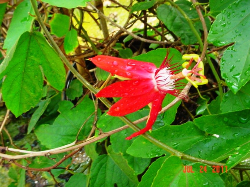 Red Passion Flower