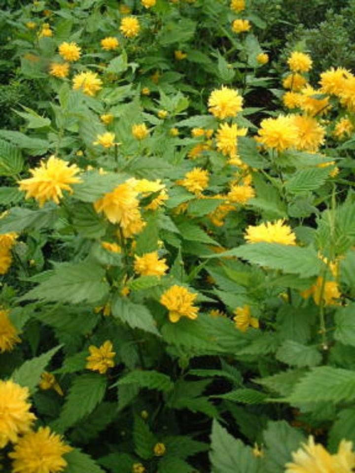 Kerria Japonica Pleniflora