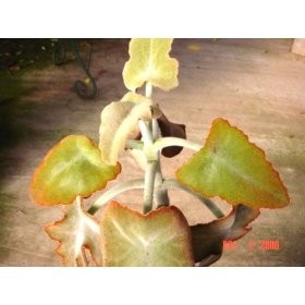 Elephant Ear Kalanchoe Plant - SUCCULENTS & CACTI